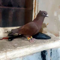 نر سرخ کرمانی عطیقه با ماده مسافتی