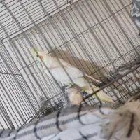 عروس هلندی جفت|پرنده|کرج, شهرک سهرابیه|دیوار