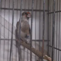 سهر نر و ماده|پرنده|فردیس, شهرک شهید حسینی|دیوار