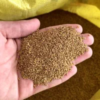 بذر یونجه و انواع بذر سبزیجات