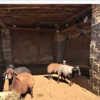 ۴عددمیش افشاری درجه یک|حیوانات مزرعه|بسطام, |دیوار