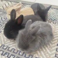 خرگوش لپی امریکایی