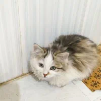 بچه گربه|گربه|مرند, |دیوار