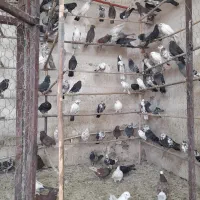 کبوتر پرشی فقط دونه ای ۲۰۰تومن|پرنده|قم, تعویض پلاک|دیوار