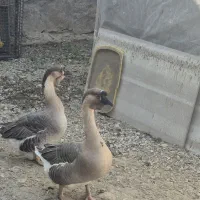 قوغاز اوکراینی و بوقلمون رسمی|حیوانات مزرعه|تهران, علم و صنعت|دیوار