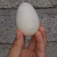 تخم بوقلمون