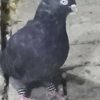زاغ سبز نر آبادانی
