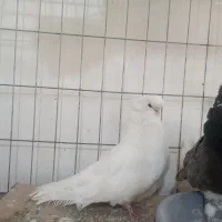 کبوتر نوک قنار|پرنده|آق قلا, |دیوار