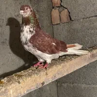 کبوتر نر گرگی رفته