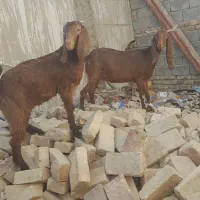 گوسفند