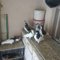 تعدادی کبوتر