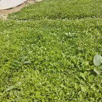 نهال گورجه فرنگی