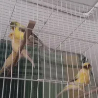 قناری|پرنده|مشهد, مشکینی (شهرک غرب)|دیوار