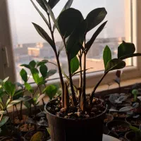 زاموفیلیا|گل و گیاه طبیعی|شیروان (خراسان), |دیوار