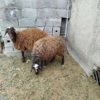 فروش بره داشتی