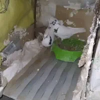کبوتر