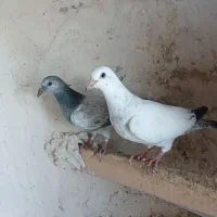 تعدادی کبوتر