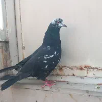 کبوتر زاغ و سبز کله ماستی و کاکلی