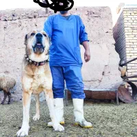 سگ گله ای سن ۴سالشه نیشای بالا شکسته