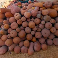 کدو حلوایی اورگانیک