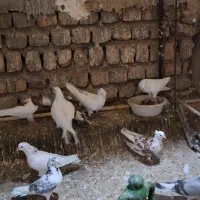 کفتر،کبوتر پرشی،گرفتنی|پرنده|قم, شهرک مهدیه (مدرس)|دیوار