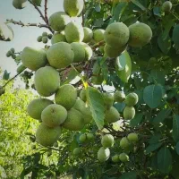 یه کود بزن که چند برابر هزینه بهت سود بده