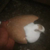 ماده. کله. سفید