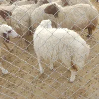 بره‌شیری‌درجه‌یک