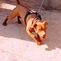 سگ پیت بول|سگ|نیشابور, شهرک رضوی|دیوار