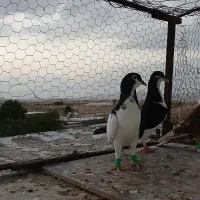 چهارتا جوجه