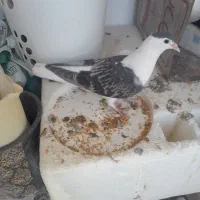 ۴تا ساده دوتا جوجه ودوتا نر وماده الانم تخم دارن|پرنده|مشهد, کشف|دیوار