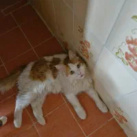 واگذاری گربه رایگان