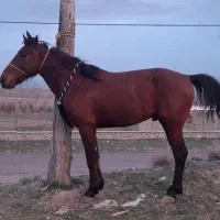 اسب|اسب و تجهیزات اسب‌سواری|سراب, |دیوار