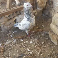 فروشی|پرنده|چناران, |دیوار