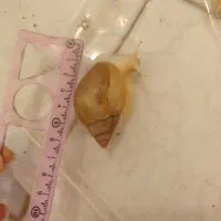 حلزون|خزنده|قم, نوقطار|دیوار