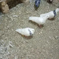 هفت رنگ