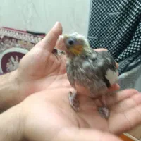 جوجه عروس هلندی