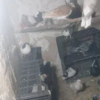 کبوتر ساده طوقی ۲۹عدد|پرنده|مشهد, ادیب نیشابوری (شهرک غرب)|دیوار