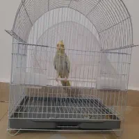 عروس هلندی ۵ ماهه