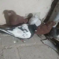 حیون پرشی|پرنده|تربت جام, جامرود|دیوار