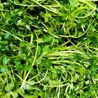 سبزی مارکت(عمده فروشی)|خوردنی و آشامیدنی|شیراز, میانرود|دیوار