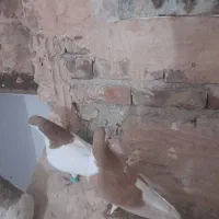 کبوتر|پرنده|سبزوار, مدرس|دیوار