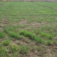 روبروی کافی شاپ وحید تبریز