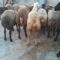 گوسفند ، بره نر چاق برا قصابی