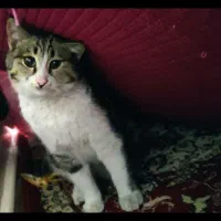 گربه پیدا شده