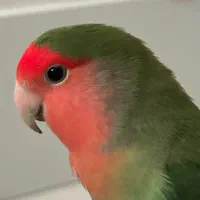 طوطی برزیلی گم شده