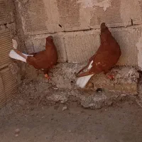 نروماده اشعل سرخ.شرط همچی
