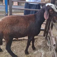 نرتقلی ۱۰ماهه از نژاد بروجردی اصل|حیوانات مزرعه|بندر ترکمن, |دیوار