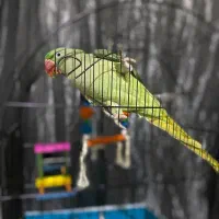 شاه طوطی ( ماده ) سخنگو