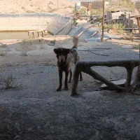 توله لاس فی 10تخفیف پایه معامله|سگ|شاهین‌شهر, برخوار غرب|دیوار